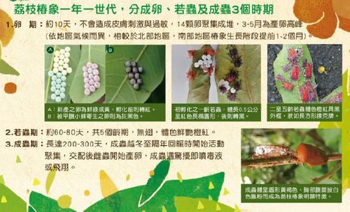 荔枝椿象各齡樣態